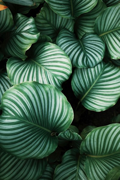 green and white leafed plants